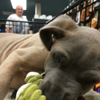 Kahoots Pet Store - Vino found his first toy. We'll name his toy dinosaur, Dino. - Pet Stores Near Me - Fallbrook, California Kahoots Pet Store - Vino found his first toy. We'll name his toy dinosaur, Dino. - Pet Stores Near Me - Fallbrook, California