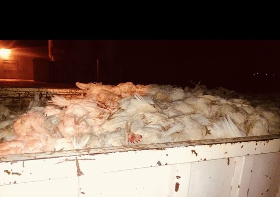 Glaum Egg Ranch by null