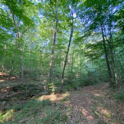 Nighthawk Forest - A walk in the woods at Nighthawk Forest.