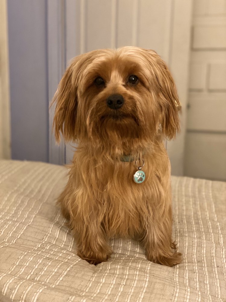 CHRIS DOG GROOMING 45 Photos & 22 Reviews 13277 Van Nuys Blvd, Los