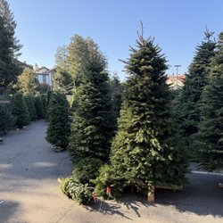 St Pius School - Pictures and video from St. Pius Christmas tree lot.