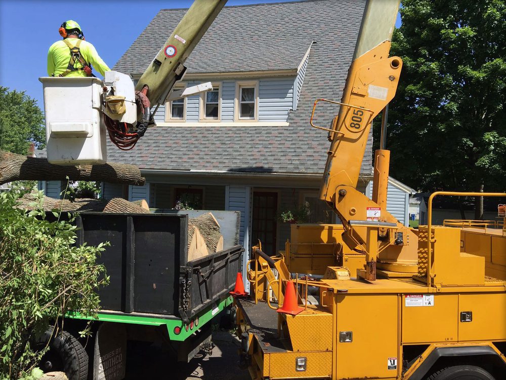MPB Services - tree service in Hartford, CT