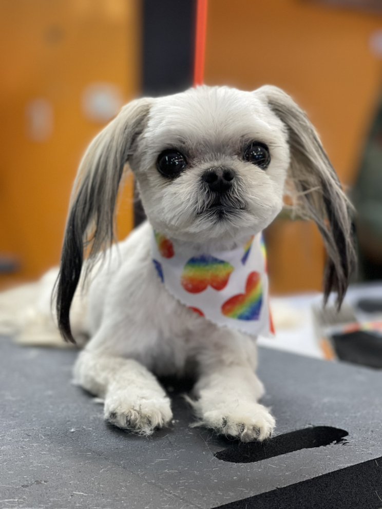 Pet Groomers DOG NATURALS 11 Photos 1394 B State Highway 248