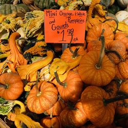 Country Corner - Mini Orange & White Pumpkins and Gourds