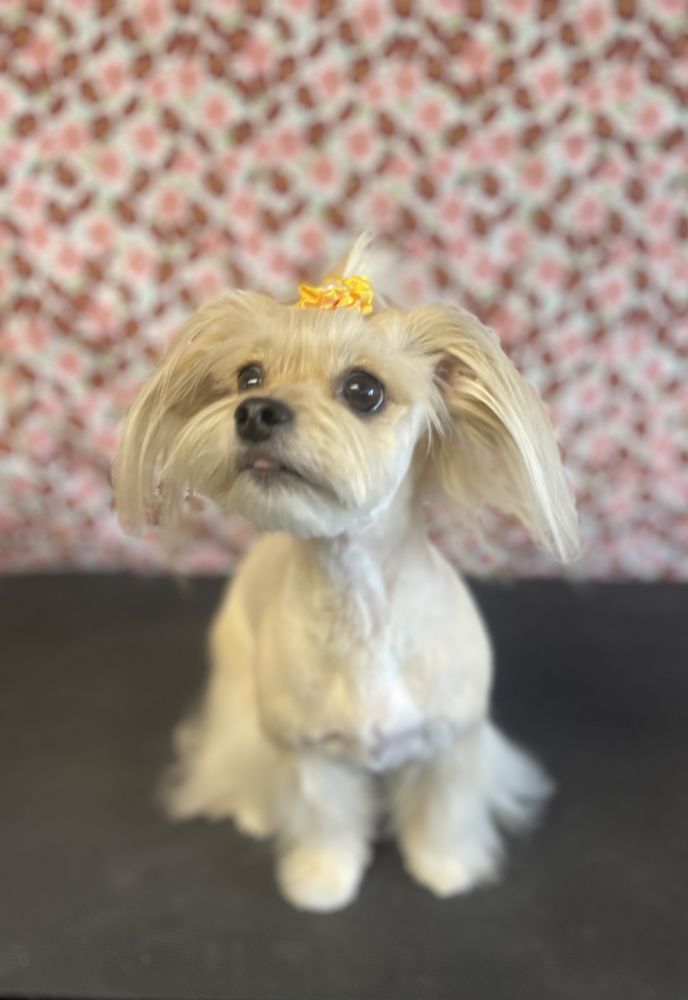 A PET Updated October 2024 15 Photos 4609 W Market St, Greensboro, North Carolina