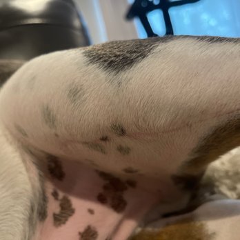 The Sams Clinic - 8 weeks after TPLO surgery. - Veterinarians Near Me - Mill Valley, California