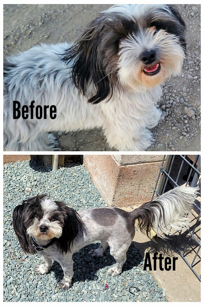 PLUSH PUPPY DOG GROOMING Updated October 2024 30 Photos & 48 Reviews 835 C St, Galt