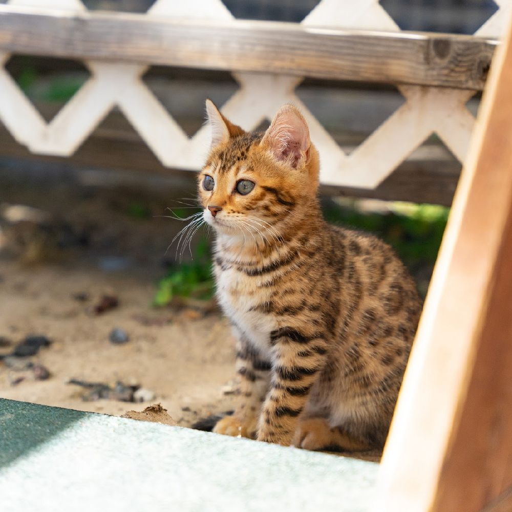 TOP 10 BEST Cat Breeders in San Jose, CA - Updated 2026 - Yelp