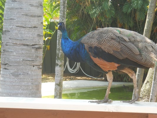 Miami Seaquarium by null