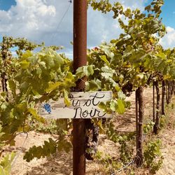 Volcan Mountain Winery