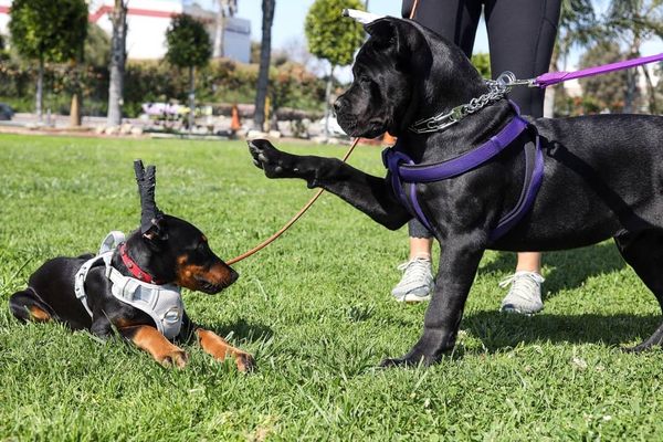 wolfgang expert dog training