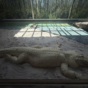 Gatorland - Zoos Near Me - Orlando, Florida Gatorland - Zoos Near Me - Orlando, Florida