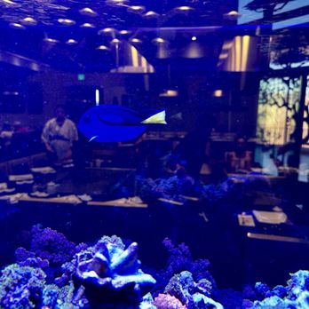 Sakura - Beautiful fishtank inside - Japanese Near Me - St. George, Utah Sakura - Beautiful fishtank inside - Japanese Near Me - St. George, Utah