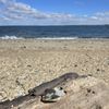 Henry Hudson Trail gift card