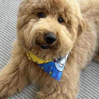 Backyard Pet Spa & Boutique - Fresh puppy cut - Pet Stores Near Me - Roseville, California Backyard Pet Spa & Boutique - Fresh puppy cut - Pet Stores Near Me - Roseville, California