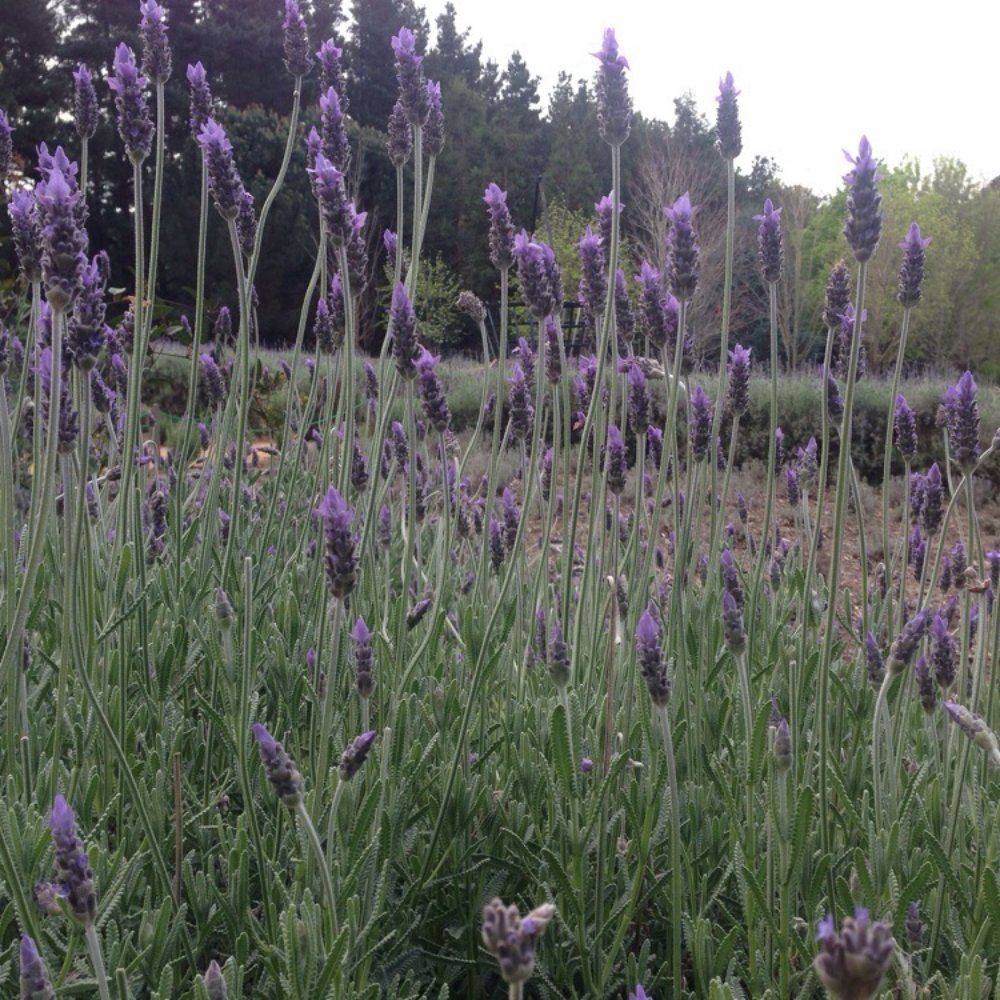 Ashcombe Maze & Lavender Gardens - Lavender farm. - Food Near Me - Shoreham, VIC