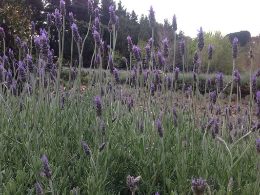 Ashcombe Maze & Lavender Gardens by null