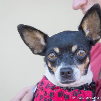 Forgotten Paws Animal Rescue - Animal Shelters Near Me Forgotten Paws Animal Rescue - Animal Shelters Near Me
