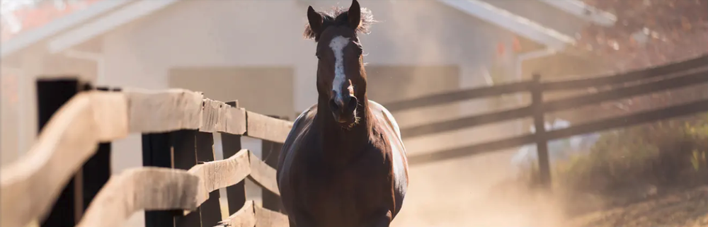 WALKER HORSEMANSHIP - equestrian in BECKLEY, WV