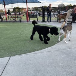 Foster City Dog Park - My babe and her new friends