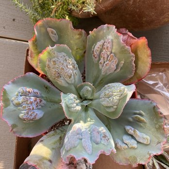 Colonial Gardens - Another amazing succulent - Nurseries & Gardening Near Me - Blue Springs, Missouri Colonial Gardens - Another amazing succulent - Nurseries & Gardening Near Me - Blue Springs, Missouri