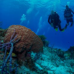 Divepoint Scuba & Adventure Center