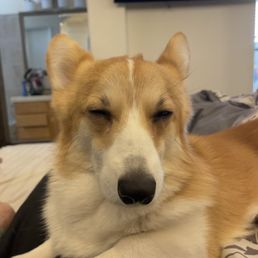 This is my dog, refusing to speak to me unless I call a plumber