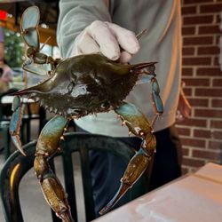Quarterdeck - Live Maryland blue crab (because we asked to see it)