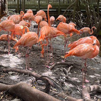 Jungle Island - Amusement Parks Near Me - Miami, Florida Jungle Island - Amusement Parks Near Me - Miami, Florida