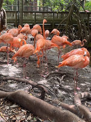 Jungle Island by null