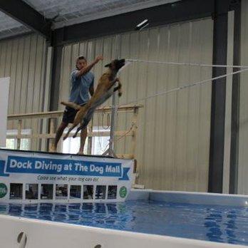 The Dog Mall - Dock Diving Competitions - Dog Walkers Near Me - Carver, Massachusetts