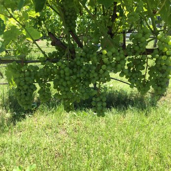 Lone Hen Winery - a bunch of grapes hanging from a vine - Wineries Near Me - College Station, Texas Lone Hen Winery - a bunch of grapes hanging from a vine - Wineries Near Me - College Station, Texas
