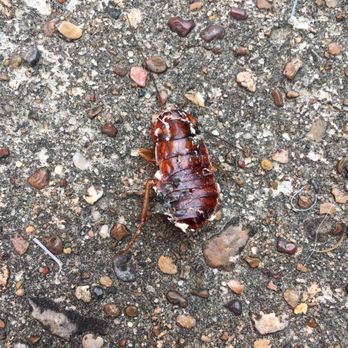 Public Storage - Dead cockroach - Self Storage Near Me - Katy, Texas