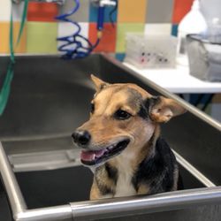 dog stores around me