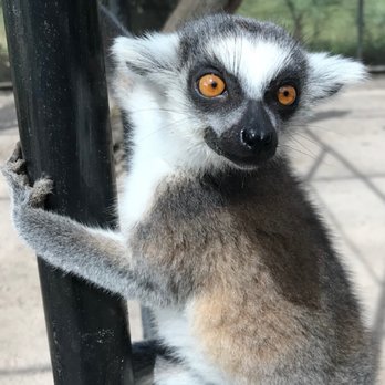 Giraffe Ranch - lemur loving - Ranches Near Me - Dade City, Florida Giraffe Ranch - lemur loving - Ranches Near Me - Dade City, Florida