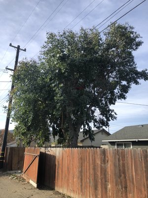 Silver Dollar Eucalyptus Prune - This Silver Dollar Eucalyptus needs some TLC. We needed to thin it our and get it out of the power lines.