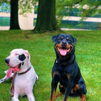 Focus K9 - Pet Training Near Me Focus K9 - Pet Training Near Me