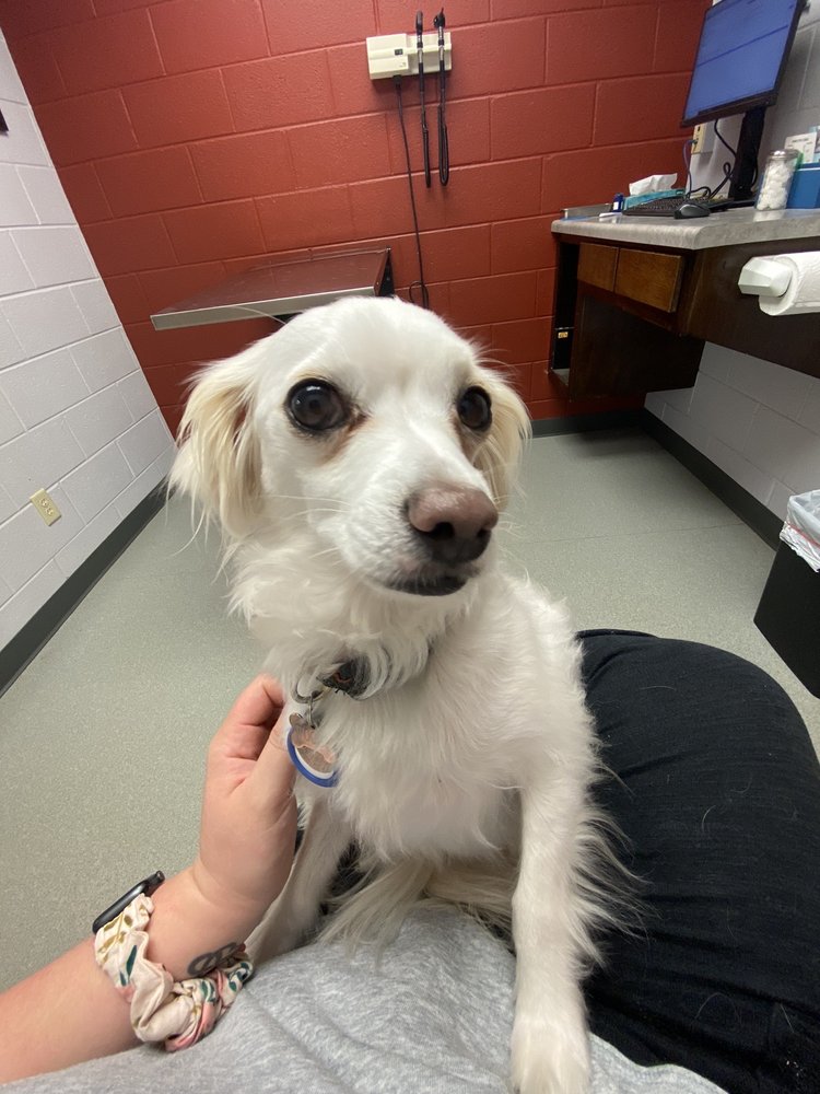 ANIMAL HEALTH CLINIC Updated April 2024 1722 Hillsboro Blvd