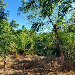 Sabercat Creek Trail