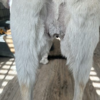 Petlux Grooming - Shaved sanitary when I did not ask for it. Very wide. - Pet Groomers Near Me