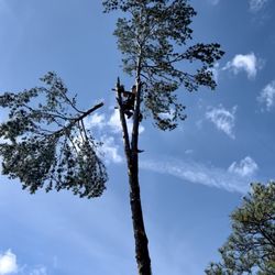 Champions Tree and Debris Services