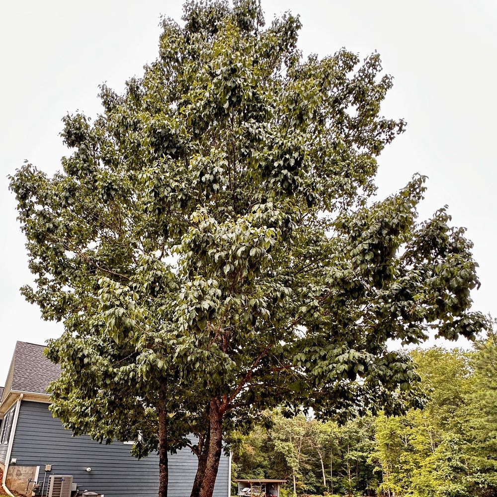 Bartlett Tree Experts - Cabling a grouping of 3 trees together - Tree Services Near Me - Charlotte, North Carolina Bartlett Tree Experts - Cabling a grouping of 3 trees together - Tree Services Near Me - Charlotte, North Carolina