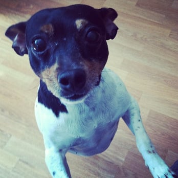 I C A R E Dog Rescue - Asking for treats! - Animal Shelters Near Me - Corona, California I C A R E Dog Rescue - Asking for treats! - Animal Shelters Near Me - Corona, California