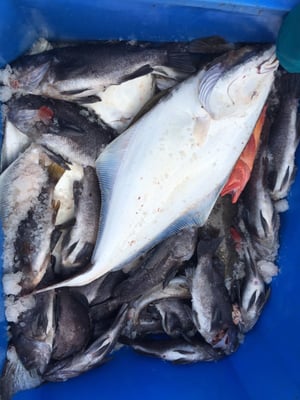 Kodiak Island Adventures by null