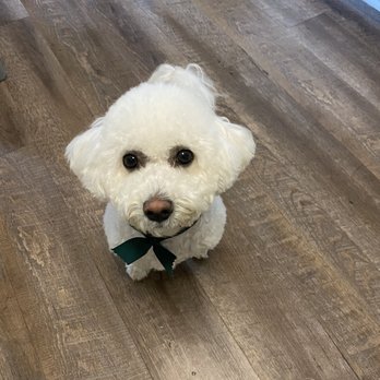 Ironmaya Pet Grooming - Pet Groomers Near Me - Arcadia, California Ironmaya Pet Grooming - Pet Groomers Near Me - Arcadia, California