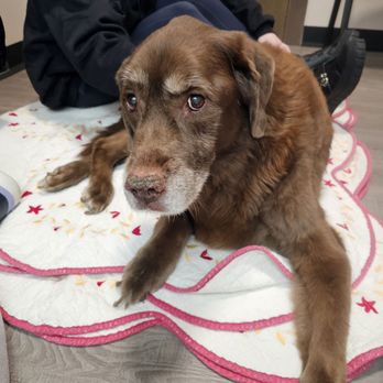 Bayview Veterinary Hospital - Before sedation - Veterinarians Near Me - Bremerton, Washington Bayview Veterinary Hospital - Before sedation - Veterinarians Near Me - Bremerton, Washington