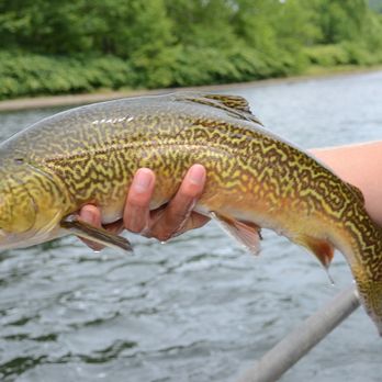 Sweetwater Guide Service - Fishing Near Me - Tyler Hill, Pennsylvania Sweetwater Guide Service - Fishing Near Me - Tyler Hill, Pennsylvania