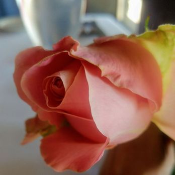 Gaido's - And the single long-stem rose for being a mom - Seafood Near Me - Galveston, Texas Gaido's - And the single long-stem rose for being a mom - Seafood Near Me - Galveston, Texas