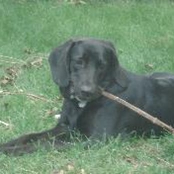 Polite Paws Dog Training - Pet Training Near Me Polite Paws Dog Training - Pet Training Near Me
