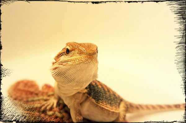 petcare mendocino ave